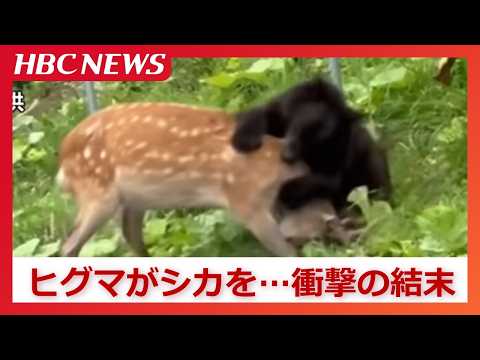 生きたシカを襲うヒグマ　国道上でドライバーの目の前で首の辺りに激しく噛みつき　体長１メートルほど、近く子グマもいたという情報　北海道羅臼町