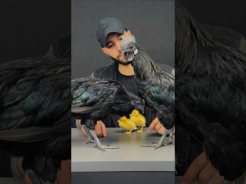 🔥🐓🐔 🐓🐰🦆🦃🐓🐔🐦‍⬛🔥