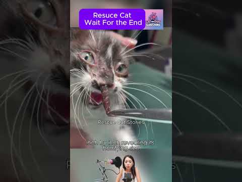 Cat Rescue Botfly Larva Removed From Cat #2 #CatRescue #RescueCat #cat #kittenrescue #kitten