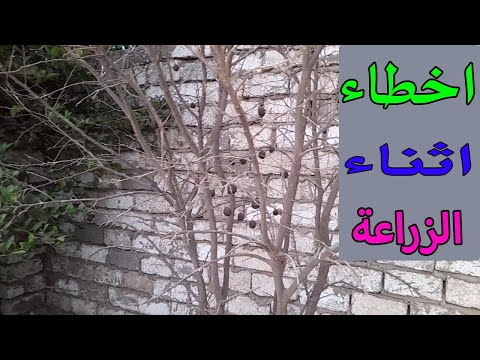 اخطاء الزراعة وعدم الاهتمام بالزرع