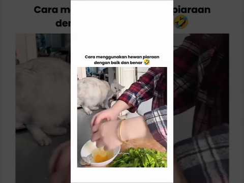 Cara menggunakan hewan peliharaan dengan baik dan benar #viralvideo #humor