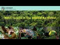 Tropical Rainforest Ecosystem Concepts