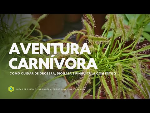 AVENTURA CARNÍVORA - Como CUIDAR de DROSERA, DIONAEA e PINGUICULA  com ESTILO