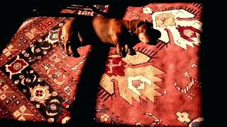 Phone-Poem #2: Hound of Love