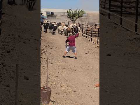 Hay bienen las vacas. #toro #rodeo #jaripeo #mascotas #ganaderos #rancho #bull #rancho