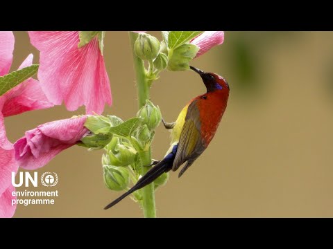 A partnership for nature: Conserving Shennongjia National Park