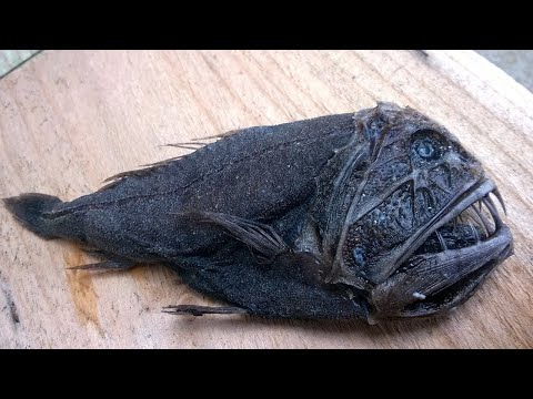 পৃথিবীর ১০ টি সব থেকে হিংস্র মাছ || Top 10 Most Dangerous Fish in the World