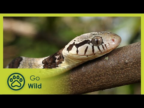 YouTube video thumbnail: Hidden Nature in Guinea Bissau