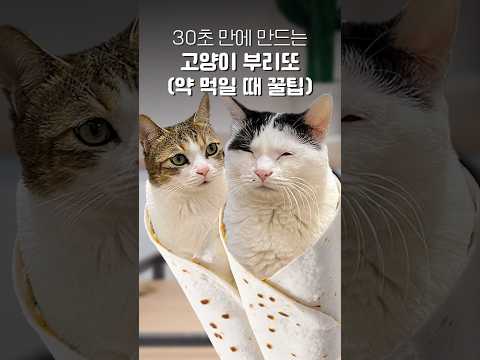 주문하신 고양이 부리또 나왔습니다🌯