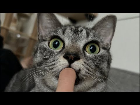 指ちゅぱ猫が指を離したら即終了の生配信！