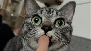 指ちゅぱ猫が指を離したら即終了の生配信！