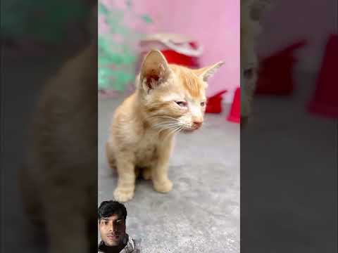 अल्लाह की मखलूक♥️🤲🏻 #foryou #trending #cat #catshorts #message #islamic #hearttouching #ramadan