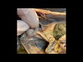 Digestive System Functions and Anatomy