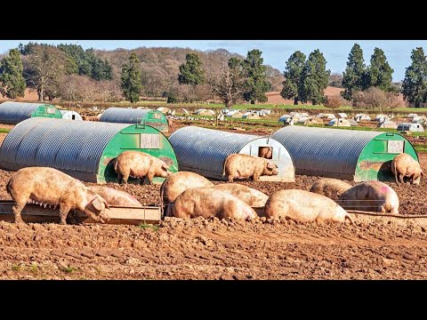 Out door Pig Raising, Insemination & Transport Method - Modern Pig Slaughter & Processing Factory