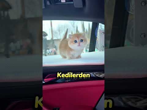 YAVRU Kedilerin TATİL Macerası 😻🤍