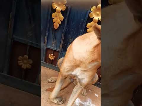 ? 9500388134 ????????#ammachellam #helpstraydogs