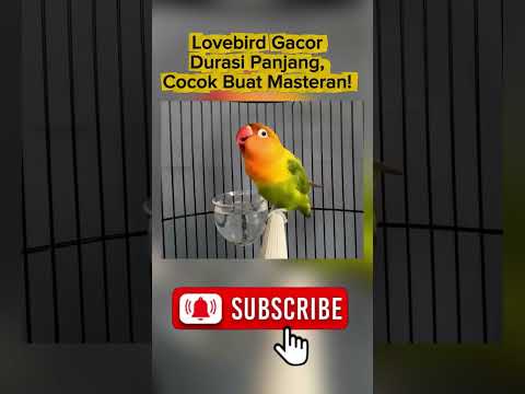 Masteran Lovebird Gacor Panjang