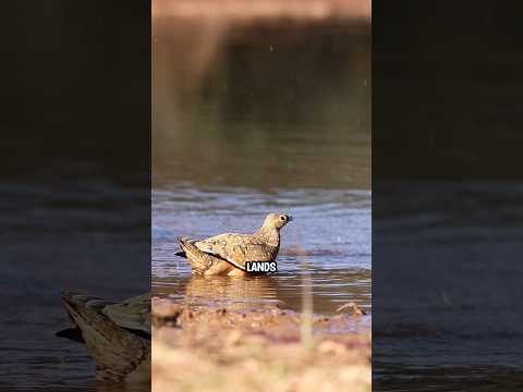 Who else risks it all for their chicks, like this sandgrouse father!