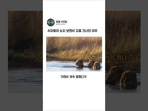 사자들이 눈치 보면서 강을 건너던 이유