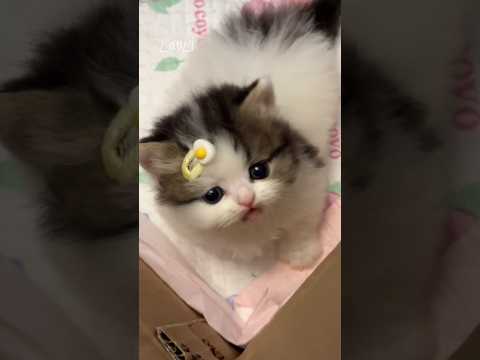 😺💖😘💗The kitten found you. #猫咪 #cat #kitty