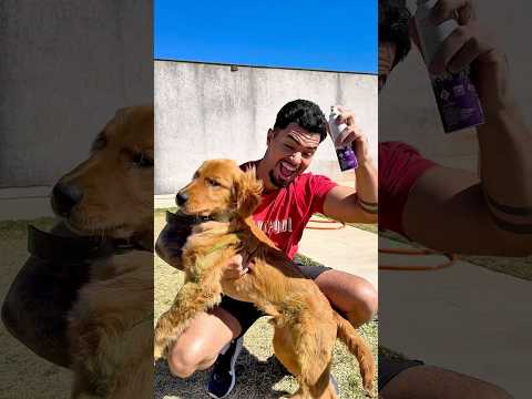 PINTEI MEU CACHORRINHO DE VERDE #shorts