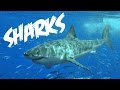 Shark Biology and Conservation Facts