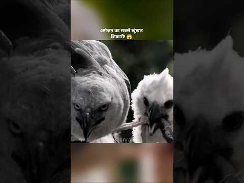 अमेज़न का सबसे खूंखार शिकारी! 😱 | Harpy Eagle #shorts