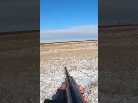 Ушастые камикадзе лежат до последнего.