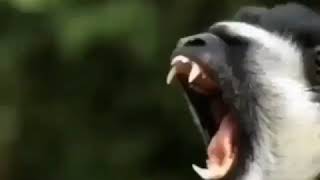 OOOOO AAAAAAA OOOOOO AAAAA
