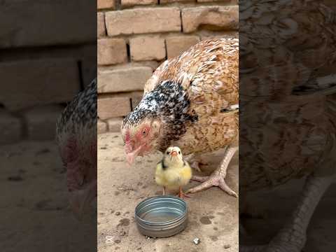 He🐥 call to his mama and papa.#youtube #youtubeshorts
