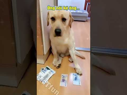 Con chó bá đạo #118 | Khôn quá, cười té ghế luôn