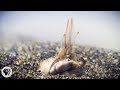 Mole Crabs: Survival and Adaptations