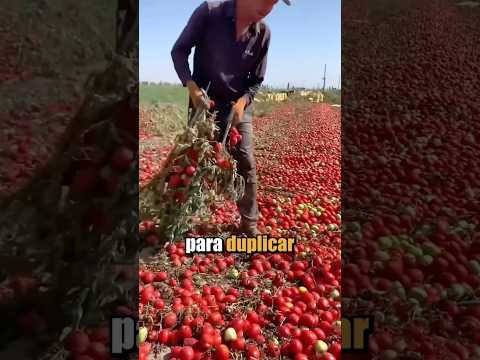 Este agricultor utiliza una técnica sorprendente para duplicar su producción de jitomates…