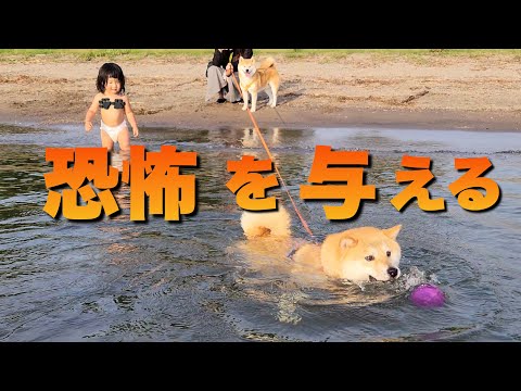 泳ぐ事に恐怖心がない柴犬を見て育った２歳児。危険性を教えたい