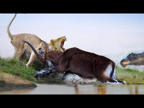 Waterbuck Hunted By Both Crocodile And Lion And The Surprising Ending