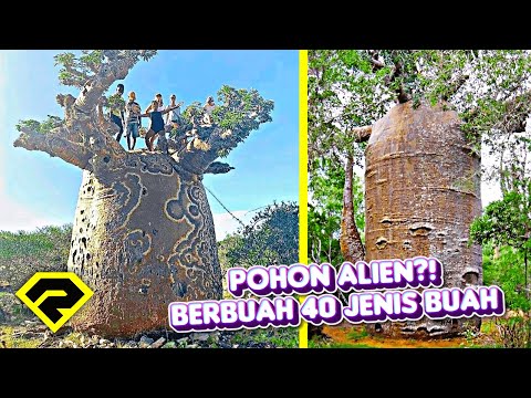 POHON ANEH!! Berbuah 40 Jenis Buah Dalam 1 Pohon, ANEH TAPI NYATA!!