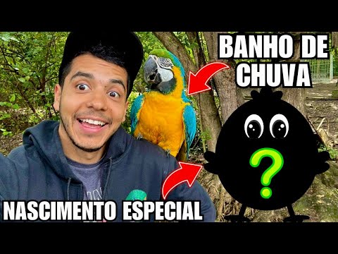 Nascimento Ave Misteriosa | Arara Tomando Banho de Chuva | Aves Recriar