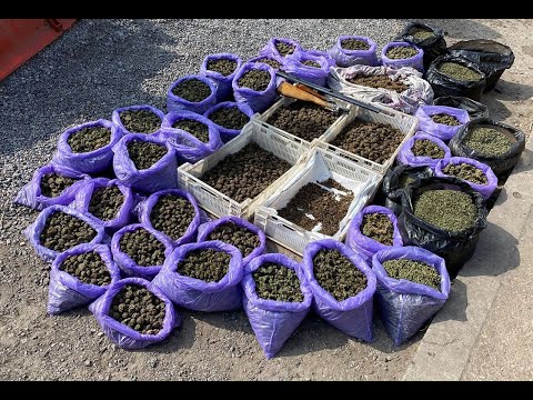 Вирощував врожай у промислових масштабах: запорізькі поліцейські затримали наркоаграрія