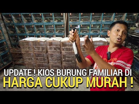JADI SOROTAN ! KIOS BURUNG FAMILIAR HARGA CUKUP MURAH DI PASAR BURUNG PRAMUKA HARI INI
