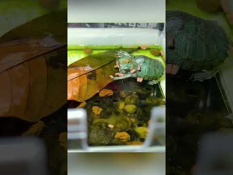 „Żółw z dwiema głowami, który nie poddał się#shorts