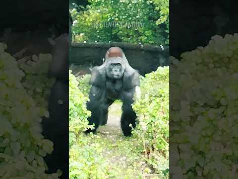 Porque Gorilas batem no peito!? 🦍 #fatoscuriosos #fatosdesconhecidos #curiosidades #vocesabia #fatos