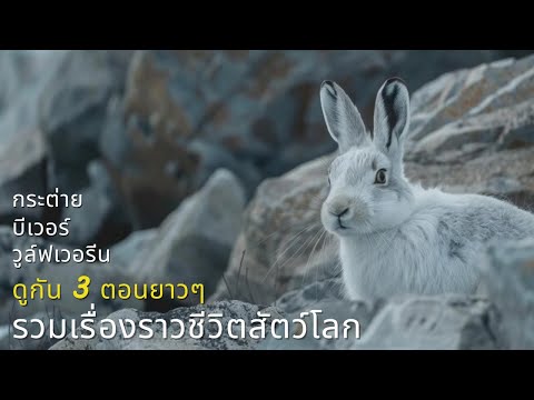 รวมเรื่องราวสัตว์โลกน่ารักฉบับมัดรวม ดูกันยาวๆ 3 ตอนนะคะ |สารคดีสัตว์ WILDLIFE