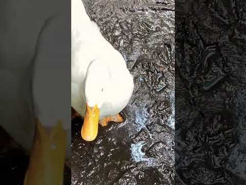 Con vịt tắm #tiktokvideo #shortvideo #funny #vuinhon #convit #duck