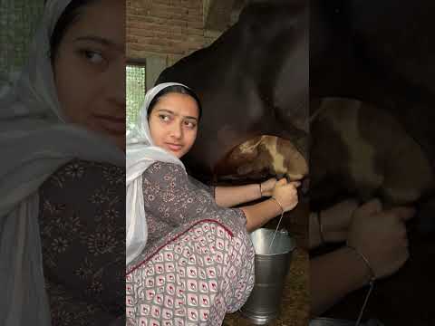 Cow milking