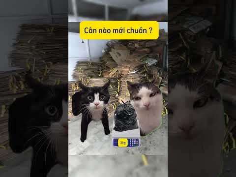 Cân nào mới chuẩn #memecat #catshorts #kechuyen #memekechuyenne
