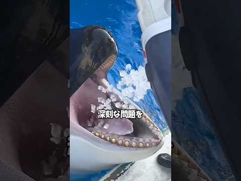 シャチが氷を食べる理由