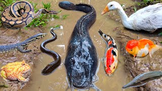 Tangkap ikan lele besar dalam lubang ada ikan hias, ikan gabus, belut, katak, kura kura