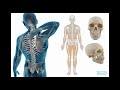 Exploring the Human Body: Systems and Senses