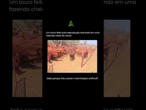 Um touro feito para reprodução entrando em curral …