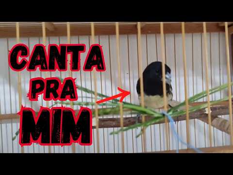 FAZER CANTAR NA MARITACA E AUMENTAR VELOCIDADE COLEIRO PAPACAPIM